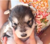 Малыши  (метисы хаски/вос,   сиб лайка) 2131003 Сибирский хаски фото в Екатеринбурге