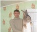 Фотография в Домашние животные Грызуны Продаю племенных кроликов - гигантов породы в Самаре 2 500