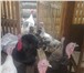 Изображение в Домашние животные Птички Продам семью бронзовых индюков в возрасте в Костроме 1 700