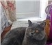 Изображение в Домашние животные Вязка Красивый шотландский кот с опытом ждет на в Москве 2 000