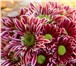 Фотография в Домашние животные Растения Голландские хризантемы, розы, тюльпаны, гвоздики, в Красноярске 27