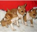 Продаю клубных щенков басенджи (собака бидуинов) от титулованных привозных родителей , (редчайш 64899  фото в Москве