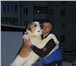 Фотография в Домашние животные Вязка собак Таубек, чемпион Российской Федерации в номинации в Пензе 0