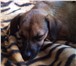 Foto в Домашние животные Потерянные Найдена собака с коричневым ошейником. По в Хабаровске 0