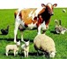 Фото в Домашние животные Другие животные Продаются бараны, овцы. Животные находятся в Туле 0