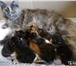 Котята мейн-кун 2043455 Мейн-кун фото в Тюмени