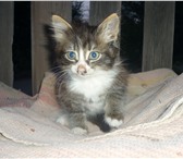 Отдам в добрые руки 1462674 Домашняя кошка фото в Магнитогорске