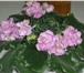 Фотография в Домашние животные Растения Цветущие красавицы фиалки, молодые розетки в Тольятти 250