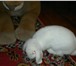 Фотография в Домашние животные Грызуны Продам красивого белого кролика вислоухого. в Красноярске 1 500