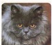 Foto в  Отдам даром-приму в дар Нашлась кошкаприблудился кот по виду молодой, в Арзамасе 0