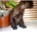 Продам котят 275809 Бомбейская фото в Москве