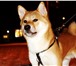 Фотография в Домашние животные Вязка собак Кобель породы Сиба(шиба) - ину ищет невесту в Челябинске 0