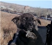 Фото в Домашние животные Отдам даром Симпатичные щенки от умной собаки ждут добрых, в Красноярске 0