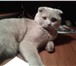 Foto в Домашние животные Вязка Предлагаем вязку с вислоухим котом шотландским в Тюмени 1 500