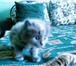 Фотография в Домашние животные Отдам даром отдам троих котят девочки 1 мес,к туалету в Москве 1