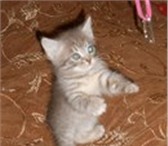 Продаются котята в Гатчине 3474031 Домашняя кошка фото в Гатчина