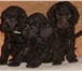 Продам щенков малого коричневого пуделя 170319  фото в Барнауле