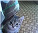 Отдам в добрые руки котят  (котики) 3357930 Домашняя кошка фото в Барнауле