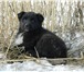 Отдам крупного щенка на охрану в частный дом 1791651 Немецкая овчарка фото в Красноярске