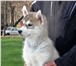 Фотография в Домашние животные Вязка собак Продается щенок сиб/хаскиЦвет серо белыйВозраст в Москве 18 000