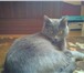Отдам чистокровную Британскую кошку 2208516 Британская короткошерстная фото в Орске