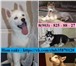 Взрослых собачек и щеночков хаски продаю 3985348 Сибирский хаски фото в Костроме