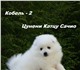 Продаются щенки японского шпица 2 кобеля