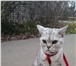 Фотография в Домашние животные Вязка Молодой котик скоттиш страйт британец (без в Нижнем Новгороде 0
