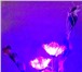 Foto в Мебель и интерьер Светильники, люстры, лампы Большое поступление галогенных и рожковых в Омске 1 500