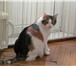 Фото в Домашние животные Услуги для животных Предлагаю услуги по домашней передержке кошек. в Москве 200