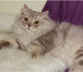 Фотография в Домашние животные Вязка Молодой, очень красивый котик хайленд-страйт в Уфе 0