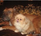 Питомник предлагает высокопородного щенка ПЕКИНЕС, короткая мордочка, толстые лапки,  Документы, 64751  фото в Москве