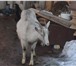 Фотография в Домашние животные Другие животные продам молодую козу с козлёнком . в Ижевске 8 000