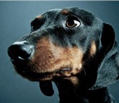 Фотография в Домашние животные Вязка собак Кроличья такса,гладкошерстный, черного окраса. в Электростали 1 500
