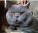 Фотография в Домашние животные Вязка Вязка с опытным красавцем-котом с родословной в Москве 2 000