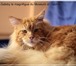 Котята мейн-кун из питомника 840773 Мейн-кун фото в Комсомольск-на-Амуре