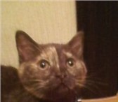 Продаю шотландского вислоухого котенка , окрас шоколадный, мальчик, рожденный 25 февраля 2011 г, 68802  фото в Саратове