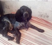 Фотография в Домашние животные Вязка собак Парень 2 года ищет даму для вязки.Рослый,чистокровный.Дополнительная в Новосибирске 0