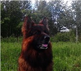Foto в Домашние животные Вязка собак Предлагается для вязки чистопородный, клубный, в Иваново 10 000