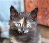Foto в Домашние животные Отдам даром Отдам 2-х месячных котят от кошки «крысолова» в Саров 0