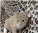 Изображение в  Отдам даром-приму в дар отдам котенка 5 месяцев,к лотку приучен,питается в Томске 0