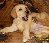 Продаю щенка лабрадора ретривера, окрас палевый, мальчик, возраст два месяца, Родословная, 65591  фото в Йошкар-Оле