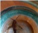 Фото в Домашние животные Рыбки Два сома – 14 см вместе с хвостом. Сомики в Екатеринбурге 400