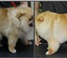 Изображение в Домашние животные Услуги для животных - Стрижка собак (модельная, креативная, гигиеническая, в Саров 800