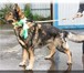 Собаки и щенки в добрые руки Абсолютно домашние животные по неопытности или безответственности х 67680  фото в Москве