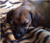 Foto в Домашние животные Потерянные Найдена собака с коричневым ошейником. По в Хабаровске 0