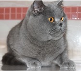 Фото в Домашние животные Вязка Шикарный британский кот приглашает кошечек в Брянске 0