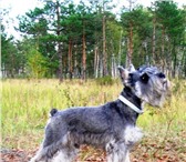 Изображение в Домашние животные Вязка собак Цвергшнауцер окраса «Перец с солью» ищет в Нижнем Новгороде 100