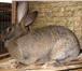 Фото в Домашние животные Грызуны Кролиководческое хозяйство « Землевед» продает в Ярославле 0