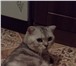 Фото в Домашние животные Вязка Шотландский кот ( окрас мрамор на сером с в Новокузнецке 2 000